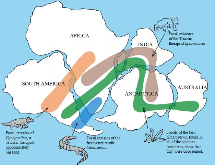 The distribution of fossils across the continents is one line of evidence pointing to the existence of Pangaea. (Wikimedia)